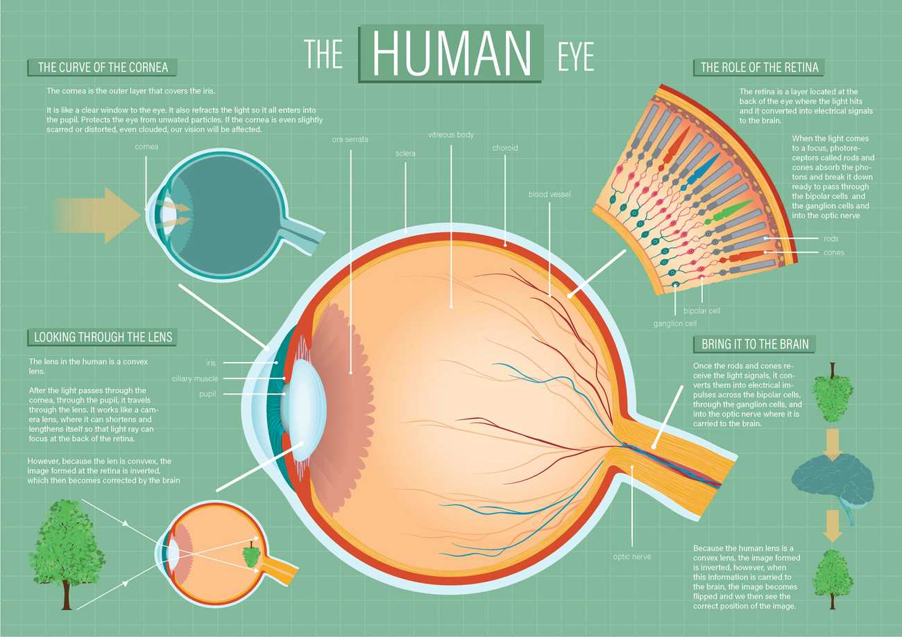 the human eye infographic